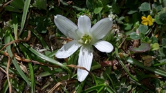 Ornithogalum corsicum