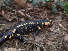 Salamandra salamandra