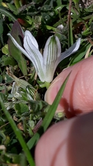 Ornithogalum corsicum
