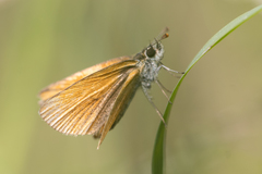 Ancyloxypha nitedula