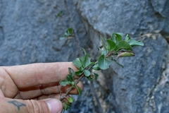 Lindleya mespiloides