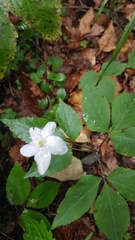 Anemonoides trifolia