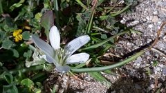 Ornithogalum corsicum