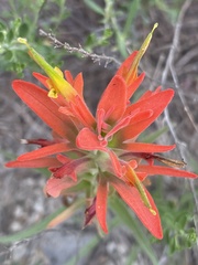 Castilleja lindheimeri