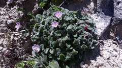 Erodium corsicum