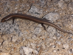 Chalcides bedriagai