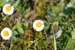 Erigeron procumbens