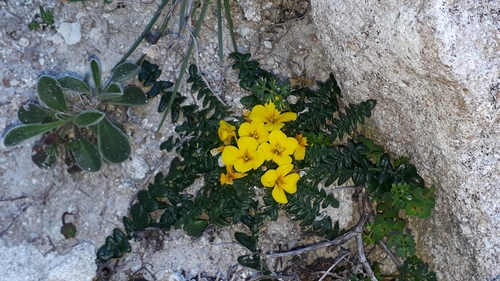 Morisia monanthos, photograph 5
