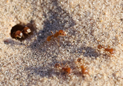 Pogonomyrmex magnacanthus