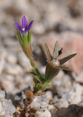 Githopsis specularioides