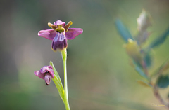 Ophrys × sancti-leonardi