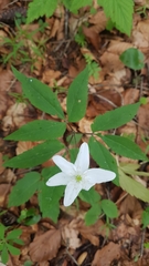 Anemonoides trifolia