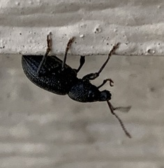 Otiorhynchus meridionalis