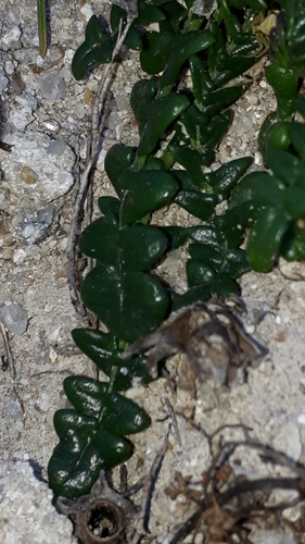 Morisia monanthos, photograph 6