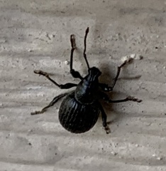 Otiorhynchus meridionalis