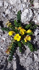 Morisia monanthos