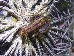 Synalpheus stimpsonii