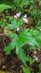 Cardamine pentaphyllos