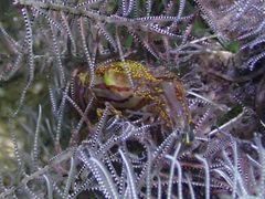 Synalpheus stimpsonii