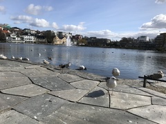Larus argentatus