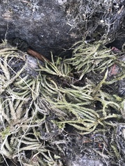 Thamnobryum