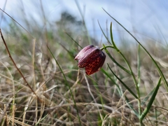 Fritillaria montana