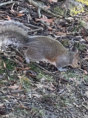 Sciurus carolinensis