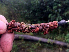 Hypocreopsis lichenoides