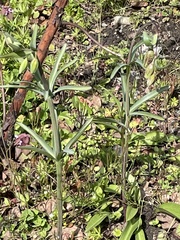 Fritillaria affinis