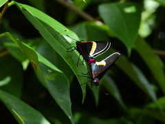 Mysoria barcastus
