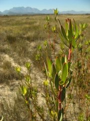 Leucadendron flexuosum