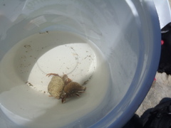 Pagurus acadianus