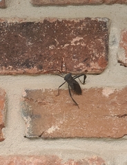 Acanthocephala declivis