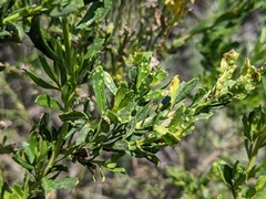 Aceria baccharipha