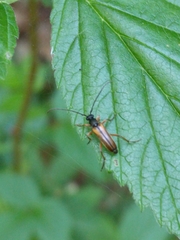 Alosterna tabacicolor