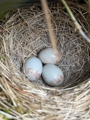 Junco hyemalis carolinensis