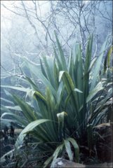 Doryanthes palmeri
