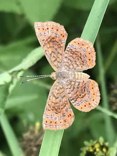 Rounded Metalmark