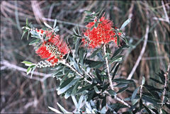 Callistemon