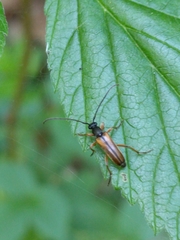 Alosterna tabacicolor