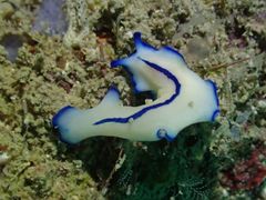 Pseudoceros concinnus