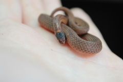 Storeria occipitomaculata obscura