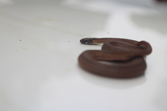 Storeria occipitomaculata obscura