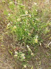 Erigeron decumbens