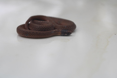 Storeria occipitomaculata obscura