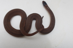 Storeria occipitomaculata obscura