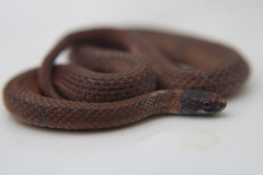 Storeria occipitomaculata obscura