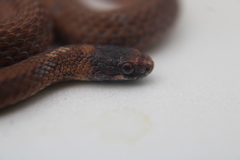 Storeria occipitomaculata obscura