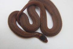 Storeria occipitomaculata obscura