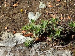 Haplopappus glutinosus